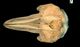 カズハゴンドウ頭骨：背側面