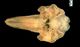 カズハゴンドウ頭骨：腹側面
