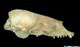 タテゴトアザラシ頭骨：右側面