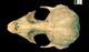 ゴマフアザラシ頭骨：背側面