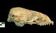 ゴマフアザラシ頭骨：右側面