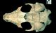 ゴマフアザラシ頭骨：腹側面