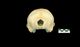 ネズミイルカ頭骨：尾側面
