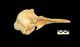 ネズミイルカ頭骨：右側面