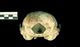 バイカルアザラシ頭骨：尾側面
