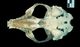 バイカルアザラシ頭骨：腹側面