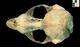 ゼニガタアザラシ頭骨：背側面