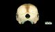 シワハイルカ頭骨：尾側面