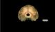 スジイルカ頭骨：尾側面