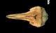 スジイルカ頭骨：背側面