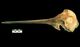ハシナガイルカ頭骨：左側面