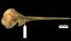 ハシナガイルカ頭骨：右側面
