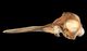 ミナミハンドウイルカ頭骨：左側面