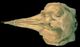 アカボウクジラ頭骨：背側面