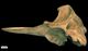 アカボウクジラ頭骨：左側面