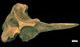 アカボウクジラ頭骨：右側面