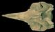 アカボウクジラ頭骨：腹側面