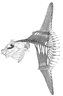 最新 マンボウ 画像 魚 マンボウ 画像