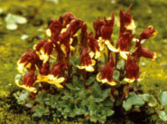 ユキノシタ属の花2
