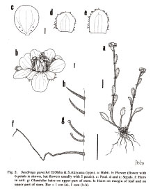 VSaxifraga ganeshii