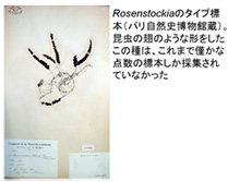 Rosenstockiaのタイプ標本