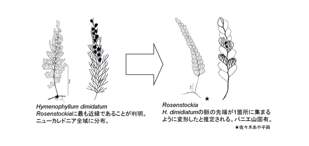 Rosenstockia