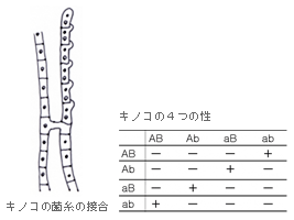 キノコの菌糸の接合　キノコの4つの性