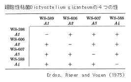 細胞性粘菌Dictyostelium giganteumの４つの性