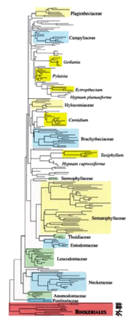 ハイゴケ科の系統解析（Arikawa et al 2007）