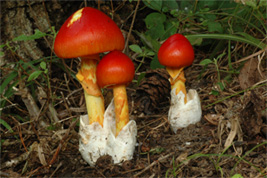 きのこの仲間の代表　タマゴタケ　Amanita hemibapha subsp. hemibapha