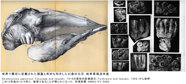 デスモスチルスの歯化石