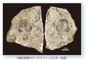 三畳紀前期のアンモナイト(ルスキー島産）