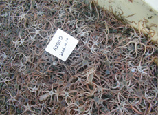 青森県八戸沖で採集された大量のキタクシノハクモヒトデ