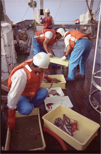 採集された深海生物の選別ふるいなどを使って生物を選別