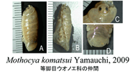 ̖OV'Mothocya Komatsui Yamauchi'