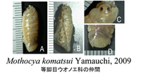 私の名前がついた新種'Mothocya Komatsui Yamauchi'