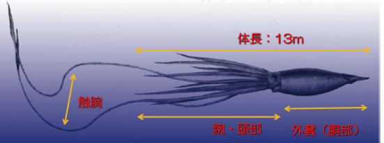 ダイオウイカ 最大の無脊椎動物ダイオウイカ！生態・眼と体の大きさ・味など最新情報！