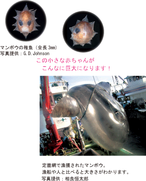 私の研究 国立科学博物館の研究者紹介