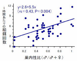 図2. 巣内性比（一巣内のヒナの比）と父親の給餌頻度