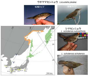 図3. シマセンニュウ上種（ウチヤマセンニュウ２タイプとシマセンニュウ２亜種）の分布