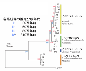 図4. シマセンニュウ上種のミトコンドリアDNA分子系統樹