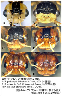 JGfq^no`QŔCA: P. politiceps Shinohara & Yuan, 2004 (Y); B, P.uniformis; C-E: P. takeuchii Benes, 1972({Y); F: P. croceus Shinohara, 1986(VAY).  ẼJGfq^no`QɊւ_(Shinohara & Zhou, 2006)