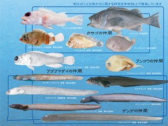 カサゴの進化・ゲンゲの分類