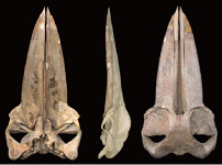 ツノシマクジラの頭骨（タイプ標本）
