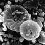 円石藻1