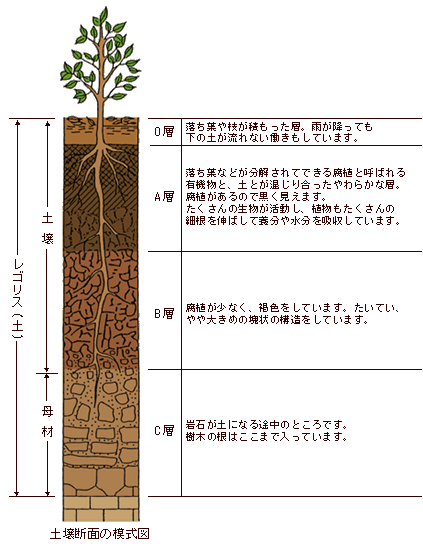 土壌断面の模式図