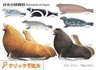ポスター「日本の鰭脚類」写真